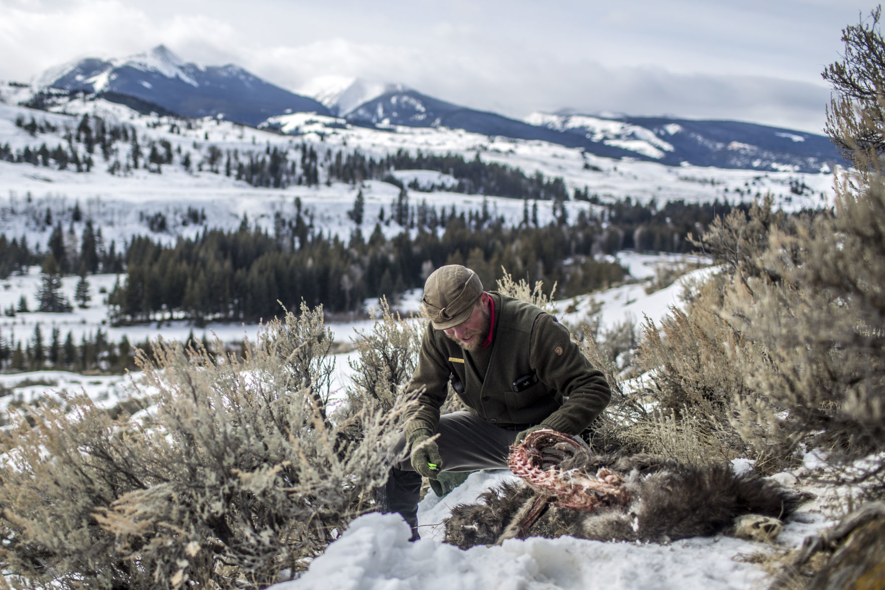 Wolves in the Gros Ventre